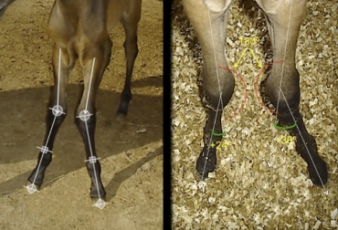 Varus y valgus son los tipos de desviaciones que tienen los animales. Foto: cfarrier.com caballos, equinos, desviaciones angulares, enfermedad, frecuencia en los equinos, patología, recomendaciones, tratamientos, varus, valgus, desarrollo embrionario, múltiples factores, Colombia, méxico, estados unidos, Ganadería, Paraguay, argentina, Brasil, CONtexto ganadero, ganaderos colombia, noticias ganaderas colombia