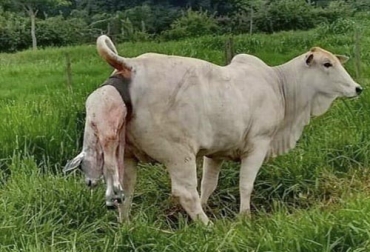Cuando la vaca ya está lista para parir y expulsar el ternero o la ternera, ésta muestra diferentes señales hormonales y de comportamiento. Foto: zoovetesmipasion.com parto de una vaca, durción del parto de una vaca, vaca, vacas primerizas, expulsión de la cría, expulsión de la placenta