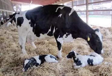 Una vaca que haya tenido una muy buena alimentación, y un buen manejo antes, durante y después del parto, es muy probable que pueda volver a quedar preñada naturalmente a los 2 meses. Foto: todosobreganado.com gestación de la vaca, tiempo entre partos bovinos, gestación natural, uso de biotecnología animal, IATF, producción de crías