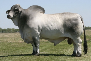 Todos los aspectos son importantes para determinar qué tan bueno es el toro para reproducción. Foto: Youtube.com TvAgro por Juan Gonzalo Angel Toros, evaluación reproductiva, semen, espermatozoides, pene, testículos, semental, fortaleza, examen físico, evaluación de los genitales internos, evaluación genitales externos, concentración espermática, Colombia, Brasil, Estados Unidos, México, Argentina, Paraguay, CONtexto ganadero, ganaderos Colombia, noticias ganaderas Colombia