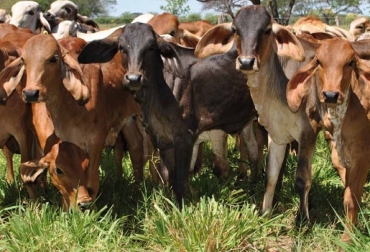 Continúa la vacunación en 88 municipios en donde el ICA extendió el ciclo de vacunación contra la fiebre aftosa, la brucelosis y la rabia silvestre hasta el 10 de julio en 12 departamentos del país. Foto: Fedegán Colombia, Primer ciclo de vacunación contra la fiebre aftosa 2019, Fiebre aftosa, así va el ciclo de vacunación, Brucelosis, Rabia, CONtexto ganadero, noticias ganaderas de Colombia, bovinos