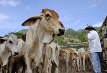 Los ganaderos de hoy en día deben tener conocimientos en diferentes áreas. Foto: http://pcnpost.com/ ganadero de hoy, ganadero integral, ganaderos de colombia, Bienestar Animal, nutrición animal, administración de la finca ganadera