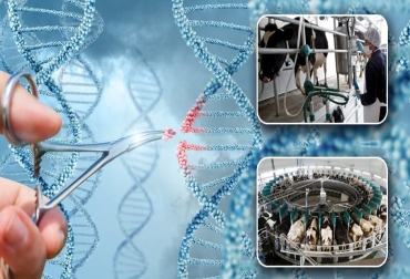 Mediante la edición génica (EG) es posible incorporar, en el genoma de los animales, alelos, genes o rasgos deseables de otras razas, o bien inhibirlos para mejorar la producción y calidad de los alimentos, así como favorecer el bienestar animal y la sanidad, afirmó Aníbal Pordomingo, coordinador del programa Carnes y Fibras del INTA. Foto: vacapinta.com - infobae.com - Sena automatización, edición génica, futuro, ganadería, edición génica (EG), producción sustentable, predictividad, ambientes extremos, genoma de los animales, alelos, genes, rasgos deseables de otras razas, Aníbal Pordomingo, coordinador del programa Carnes y Fibras del INTA¸ comederos inteligentes, modificaciones genéticas, monitoreos con drones, collares con GPS, chips subcutáneos, “Data Mining”, huella de carbono, “Blockchain”, innovaciones tecnológicas, ganadería del futuro, INTA, CONtexto ganadero, noticia