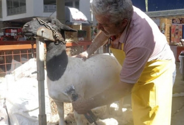Exaltar las cualidades fenotípicas del animal es una de las ventajas de realizarle el grooming a los ovinos caprinos. Foto: vanguardia.com Ganadería, ganadería colombia, Ganadería colombiana, CONtexto ganadero, noticias ganaderas, noticias ganaderas colombia, ovinos caprinos, ovinos, caprinos, ovinos caprinos colombia, grooming, grooming ovinos, grooming caprinos, grooming ovinos caprinos, emebellcer ovinos, embellecer caprinos, embellecer ovinos caprinos, corte ovinos, corte caprinos, ganaderos, ganaderos colombia