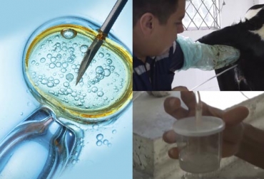 Aunque la técnica in vivo parece tener mayores ventajas, el experto argentino aseguró que el futuro será la tecnología in vitro. Foto: Youtube - casacochecurro.com Embrión in vivo, embrión in vitro, Protocolos transferencia de embriones, métodos transferencia de embriones, transferencia de embriones en bovinos, procesos de biotecnología reproductiva, costo transferencia embriones Colombia, transferencia embriones Colombia, técnica de transferencia de embriones, transferencia embriones in vitro, transferencia embriones in vivo, CONtexto ganadero, ganaderos Colombia, noticias ganaderas Colombia