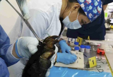 La medicina forense no es un tema solo para los humanos, sino que también se desarrolla para los animales. Foto: mundoagropecuario.com medicina forense en los animales, medicina para animales, Asociación Colombiana de Medicina Veterinaria, ASOMEVEF, maltrato animal