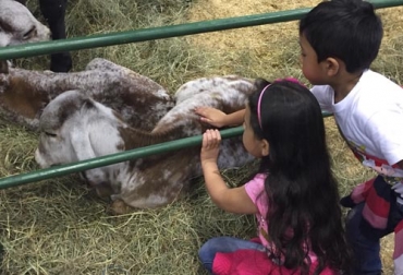 Hoy en día es de vital importancia que las familias y las entidades agropecuarias desarrollen estrategias que fomenten en los más jóvenes el amor por el campo. Foto: @Fedegan Agroexpo 2019, niños en agroexpo, niños en la ganadería, niños en el campo, relevo generacional, amor por el campo, Echando raíces, Asocebú