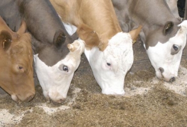 Existen diferentes fuentes de fósforos que se utilizan para la alimentación animal, inorgánicas y orgánicas Foto: agritotal.com Fuentes de fósforo en la nutrición animal, Fuentes de fósforo, fuentes inorgánicas de fósforo, fuentes orgánicas de fósforo, nutrición animal,
