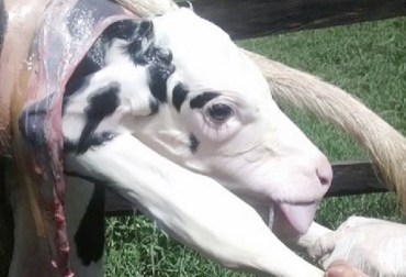 Sin duda alguna, una de las etapas más críticas de la hembra bovina es el parto, tanto al momento de nacer como en su rol de madre. Foto: veterinariargentina.com Etapas críticas vaca, cuidados vaca, sectores críticos vaca, etapas críticas hembra bovina, cuidados hembra bovina, manejo vacas, manejo hembra bovina, manejo hembra producción leche, producir leche, etapas de vida de una vaca, ciclo vida vaca, ciclo vida hembra bovina, tipos de estrés, tipos de estrés en bovinos, estrés en vacas, estrés ganado, CONtexto ganadero, ganaderos Colombia, noticias ganaderas Colombia