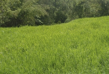 El pasto estrella se ha vuelto común en Colombia por su facilidad de adaptabilidad a los suelos. Foto: abc.finkeros.com Ganadería, ganadería colombia, CONtexto ganadero, noticias ganaderas, noticias ganaderas colombia, pastos, pasto Estrella, beneficios pasto estrella, bondades pasto estrella, adaptabilidad pasto estrella, humedad pasto estrella, suelo pasto estrella, drenaje pasto estrella, carga animal pasto estrella, ganaderos, ganaderos colombia