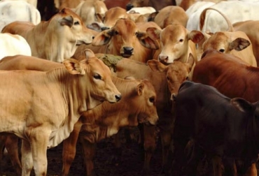 Con la aplicación de diferentes técnicas en un sistema permacultural, el MVZ ha aumentado diversos factores como la carga animal. Foto: Cortesía Ganadería permacultura, ganadería permacultural, Ganadería regenerativa, Ganadería Sostenible, permacultura Colombia, concepto permacultura, ganadería permacultura Colombia, producción ganadera sostenible, producir carne sostenible, producir leche sostenible, producir alimentos sostenibles, CONtexto ganadero, ganaderos colombia, noticias ganaderas colombia