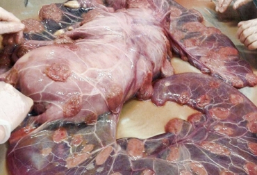 La placenta es el órgano que asegura los cambios nutritivos y gaseosos entre la madre y el feto. Foto: pinterest.com Funciones placenta ganado bovino, funciones placenta hembra bovina, placenta vacas, funciones de la placenta, fisiología de la placenta en vacas, placenta ganadería, Retención placentaria en el ganado bovino, consecuencias retención placenta, prevención retención placenta, tratamientos retención placenta, CONtexto ganadero, ganadería colombia, noticias ganaderas Colombia