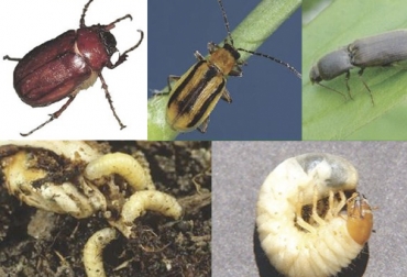 Se deben reconocer las plagas para poder hacer control frente a estas y proteger la productividad de forrajes. Foto: DocPlayer Pastos, plagas, control, reconocer tipo de plagas, forraje, gramillas, pastos, chupadores, cultivos, insectos, comedores de forraje, comedores de raíces, barrenderos, maralfalfa, podosphaera, cogollero, consumirse la hoja, planta, afecta la productividad, CONtexto ganadero, ganaderos Colombia, noticias ganaderas Colombia