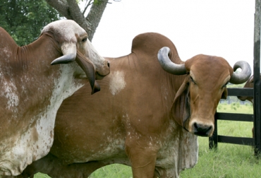 Esta raza es conocida por su rusticidad y adaptación en el trópico bajo del país. Foto: Fedegán Agroláctea, Gyr, raza, leche, carne, doble propósito, trópico bajo, India, Colombia, Brasil, adaptabilidad, rusticidad, principal productor de leche, rentabilidad, criadores colombianos, mejormaiento genético, CONtexto ganadero, ganaderos colombia, noticias ganaderas colombia