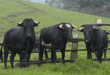 La actividad ganadera depende de la reproducción, es por esto que cada día buscan mejorar este aspecto. Foto: Fedegán Reproducción toros, aspectos, métodos, electroeyaculador, vagina artificial, herramientas para recolección de semen, toros, Estimulación, mejora características, semen, buena alimentación, estado de salud óptimo, edad, raza, Bienestar Animal, desarrollo reproductivo individual, examen físico, evaluación reproductiva, CONtexto ganadero, ganaderos colombia, noticias ganaderas colombia