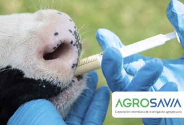 Este probiótico sirve para acelerar el desarrollo del rumen y potencializar el rendimiento productivo del ternero. Foto: agrosavia.co probióticos, Rumitec, Agroexpo, Agrosavia, mejorador de la eficacia alimenticia en terneros en la tapa de iniciación, ganadería en colombia, problemas, costos de levante, terneros de reemplazo, razas criollas colombianas, sistema inmune, aceleración del destete, microorganismos, correcto desarrollo, tracto gastrointestinal, CONtexto ganadero, ganaderos colombia, noticias ganaderas colombia