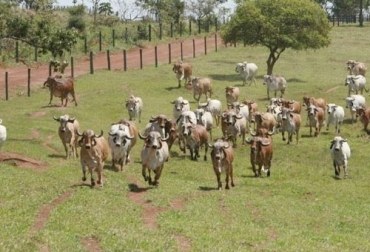 Ganaderos piden al Gobierno haga frente a las problemáticas que presentan. Foto: agriculturayganaderia.com Problemática, ganaderos, políticas públicas, abigeato, solución, inestabilidad de precios, Gobierno Nacional, seguridad, genética, Fedegan, impuestos, costos, país, impuestos, limitados, gravámenes, recursos, departamentos, regiones, ganaderos, ganaderas, CONtexto ganadero, ganaderos Colombia, noticias ganaderas Colombia