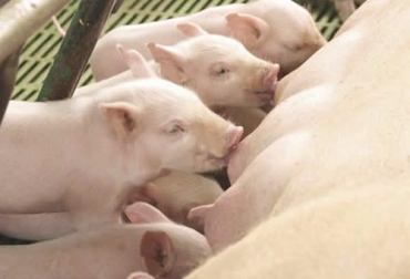 El sector pocícola del país sigue fortaleciéndose y tiene avances de genética. Foto: miporkcolombia.co Fortaleciéndose, industria sigue creciendo, consumo de carne de cerdo, mantiene tendencia muy marcada, sector dinámico, buenas noticias, productores, proveedores de productos y servicios, porcícola, Colombia, comercialización, sector sigue avanzando y mejorando, genética, buena calidad, Latinoamérica, CONtexto ganadero, ganaderos Colombia, noticias ganaderas Colombia