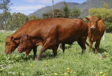 Asosenepol está impulsando sus redes sociales para mostrar como ha venido trabajando con el mejoramiento genético. Foto: Fedegán Ganadería, ganadería colombia, Ganadería colombiana, CONtexto ganadero, noticias ganaderas, noticias ganaderas colombia, senepol asosenepol, raza Senepol, senepol en Colombia, evolcuión senepol, trabajao asosenepol colombia, ganaderos senepol ganaderos colombia, ganaderos, redes sociales senepol, genotipificacion senepol, cruzamiento raza senepol