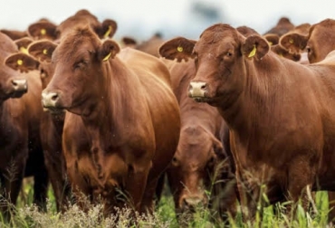 El cambio climático es uno de los aspectos que está generando que la ganadería cambie en los últimos años. Foto: elcampesino.co Ganadería, ganadería colombia, Ganadería colombiana, CONtexto ganadero, noticias ganaderas, noticias ganaderas colombia, noticias ganaderas colombianas, Ganadería Sostenible, ganaderia sostenible futuro, futuro de la ganadería, tendencias de la ganaderia, aumento de lacteos, aumento de carne, comodities, carne como comoditie, mercados internacionales, mercados globales, ganaderos, ganaderos colombia