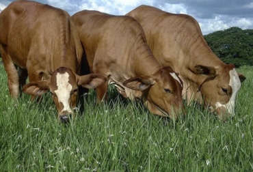La evaluación del suelo la debe hacer un ingeniero agrónomo o técnico especialista para enviar a laboratorio una muestra óptima del lote. Foto: zoovetesmipasion.com pastos en la finca, calidad del pasto, consumo del pasto, manejo del pasto, fertilización del pasto, semillas forrajeras, análisis de suelo, carga animal