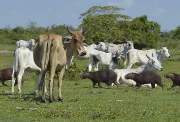 el veranillo de San Juan está llegando a algunas regiones de Colombia que aún no se han logrado sobreponer de la temporada de sequías de hace pocos meses. Foto: horizonteverde.org.co Ganadería, ganadería colombia, CONtexto ganadero, noticias ganaderas, noticias ganaderas colombia, Veranillo de San Juan, como enfrentar veranillo de san juan, recomendaciones veranillo de san juan, Verano, verano junio julio, verano Colombia, veranillo san juan colombia, ganaderos, ganaderos colombia