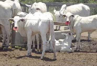 El amamantamiento restringido puede traer beneficios tanto para la madre como para la cría bovina. Foto: Msc. María Carolina Villani Miguel, Brasil - scielo.org.co Tipos de amamantamiento restringido, sistemas de amamantamiento, amamantamientos restringidos, manejo del ternero, aislamiento del ternero, producción de leche, parámetros reproductivos, ganadería de leche, ganadería doble propósito, ganadería de cría, CONtexto ganadero, ganaderos Colombia, noticias ganaderas Colombia