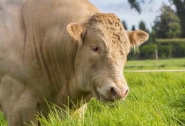 Los propietarios del ganado Blonde d'Aquitaine lograron vender sus animales en Agroexpo 2019. Foto: asoblonde.com ganaderia, ganaderia colombia, ganaderia colombiana, contexto ganadero, noticias ganaderas, noticias ganaderas colombia, blonde d'aquitaine, ganado blonde d'aquitaine, agroexpo 2019, retos raza blonde d'aquitaine, asoblonde, raza carnica, ganaderos, ganaderos colombia