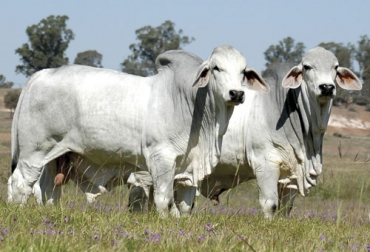 La entidad está invitando a los ganaderos a que produzcan carne de calidad y verde, con mira a los mercados internacionales. Foto: brahman.com.ui carne Brahman 100% colombiana, Asocebú, carne ecológica, carne verde, producción amigable con el medio ambiente