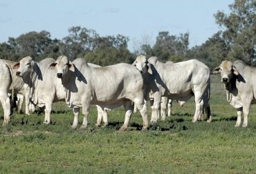 La ganancia promedio de los toros Brahman es de 700 gramos/día equivalente a 21 kilos al mes, señala Asocebú. Foto: brahman.com.au Potencial de crecimiento del Brahman, ganancia de peso del Brahman, Brahman en Colombia, Asocebú