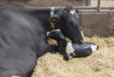 Esta enfermedad es causada por la Brucella abortus, una bacteria del género Brucella, que afecta a otras especies que conviven con el bovinos como búfalos, porcinos, ovinos y caprinos. Foto: expertoanimal.com Brucelosis Bovina, enfermedad bovina, brucelosis en Colombia, cómo prevenir la brucelosis, vacunación contra la brucelosis, diagnóstico de la brucelosis