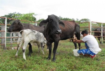 Vale la pena resaltar que las BPG buscan que los ganaderos hagan las cosas bien y den garantía de ello. Foto: prensalibrecasanare.com Buenas Prácticas Ganaderas, BPG, certificación de predios en BPG, sanidad animal, bioseguridad, registro de animales, Trazabilidad Animal