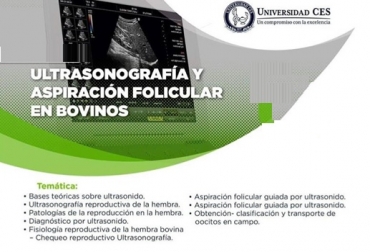 Con este curso aprenderán a hacer uso de las herramientas para la transferencia de embriones. Foto: CES ultrasonografía, aspiración folicular bovinos, equipos, ecógrafos, Ganadería, transferencia de embriones, participantes, diagnóstico, tracto reproductivo, hembra, intervenida, implantar ovocitos, vaca, componente genéticos, Producción, Colombia, regiones, departamentos, CONtexto ganadero, ganaderos colombia, noticias ganaderas colombia