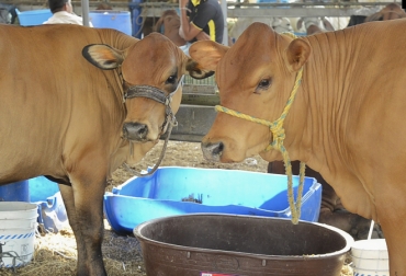 Son varios los esfuerzos que viene adelantando el departamento por preservar su raza autóctona. Foto: UCC. ganadería, ganadería colombia, noticias ganaderas, noticias ganaderas colombia, contexto ganadero, razas criollas, bovinos criollos, razas criollas colombianas, chino santandereano, raza chino santandereano, ganadería de santander, universidad cooperativa de colombia sede bucaramanga, gobernación de santander, asocriollo, asocriollanos, agrosavia,