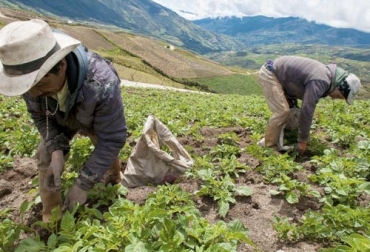 La Diplomacia Sanitaria del ICA ha traído avances en materia agrícola que ayudan a la apertura de nuevos mercados. Foto: elcampesino.co Ganadería, ganaderia colombia, Ganadería colombiana, CONtexto ganadero, noticias ganaderas, noticias ganaderas colombia, aguacate hass, exportaciones productos agricolas, exportaciones Colombia, nuevos mercados, mercados internacionales, ICA, Ministerio Agricultura, ganaderos, ganaderos colombia