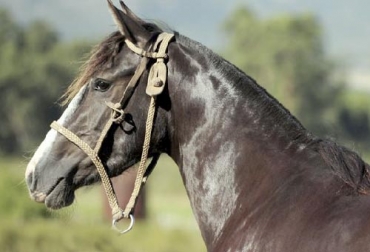 Con esta evaluación se identifica si un paciente tiene una cantidad adecuada de líquidos y de electrolitos. Foto: codenor.com.uy evaluación hidroelectrolítica en equinos, bienestar de los equinos, deshidratación en equinos, Salud Animal, consumo de sal en equinos