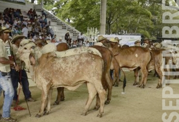 Estos son los eventos ganaderos que se llevarán a cabo en el mes de septiembre. Foto: elheraldo.co eventos ganaderos de septiembre, ferias ganaderas en septiembre, exposición equina en septiembre, foto lácteo en septiembre