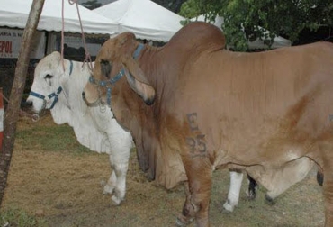 Las razas brahman, gyr y guzerá estarán con más de 350 animales en la 50 Feria Exposición Agropecuaria Industrial y Comercial de Sincelejo. Foto: @elheraldoco ganaderia, ganaderia colombia, ganaderia colombiana, contexto ganadero, noticias ganaderas, noticias ganaderas colombia, feria sincelejo, feria ganadera sincelejo, feria ovina sincelejo, feria equina sincelejo, relevo generacional, relevo generacional sincelejo, gyr, guzera, brahman, ganaderos, ganaderos sincelejo, ganaderos colombia