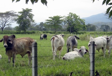 La sociedad está culpando a la actividfad agricola como culpable del calentamiento, olvidando que solo se emite el 3.9% de gases. Foto: diversidadambiental.org Ganadería, ganadería colombia, Ganadería colombiana, CONtexto ganadero, noticias ganaderas, Cambio climático, noticias ganaderas colombia, efecto invernadero, gases, proteina vegetal, proteína animal, sistema silvopastoril, contaminación, Medio Ambiente, ganaderos, ganaderos colombia