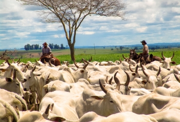 En países como Colombia y Paraguay, hay reducciones significativas en las emisiones de carbono durante los últimos años. Foto: blogs.iadb.org ganadería, ganadería colombia, noticias ganaderas, noticias ganaderas colombia, contexto ganadero, gases de efecto invernadero, GEI, FAO, Panel Intergubernamental del Cambio Climático, IPCC, Organización de Naciones Unidas, Environmental Protection Agency, EPA, Banco Interamericano de Desarrollo, BID, emisiones de metano, beneficiosos de la ganadería, Gonzalo muñoz,