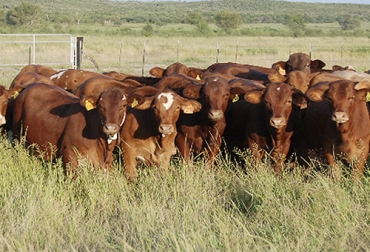 La filosofía Lasater obtiene su nombre de Tom Lasater, creador de la raza Beefmaster en Estados Unidos. Foto: youtube.com Filosofía Lasater, Tom Lasater, creador de la raza Beefmaster, ganaderia, ganaderia colombiana, ganaderia colombia, contexto ganadero, noticias ganaderas, noticias ganaderas colombia, beefmaster colombia, beefmaster, 6 esenciales beefmaster, fertilidad, conformación, peso, rusticidad, aptitud lechera, mandesumbre, mejoramiento genetico beefmaster, ganaderos, ganaderos colombia
