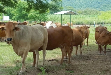 Las razas criollas cada día contribuyen más en el desarrollo de la ganadería tropical en Colombia. Foto: elpilon.com.co ganado criollo, asocriollo, características genéticas del ganado criollo, adaptación del ganado criollo