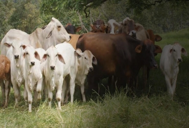 El mejoramiento genético es una de las acciones que pueden realizar los ganaderos para fomentar el negocio de la cría en Colombia. Foto: Revista De Carne 36 ganaderia, ganaderia colombia, ganaderia colombia, contexto ganadero, noticias ganaderas, noticias ganaderas colombia, cria, incentivar la cria, mejoramiento genetico de la cria, la cria en colombia, criar animales, crias ganado bovino, ganaderos, ganaderos colombia