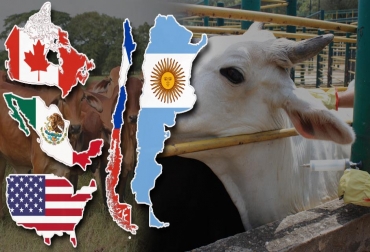 En los países norteamericanos y en los del Cono Sur, la prevención es la mejor herramienta para lidiar con las patologías en bovinos. Foto: TvAgro - Fedegán - freevectormaps.com sanidad animal, sanidad animal América, argentina, Chile, méxico, estados unidos, Canadá, sanidad bovina, salud bovina, Salud Animal, manejo sanitario de bovinos, Enfermedades reproductivas, enfermedades bovinas, vacas, bovinos, patologías, Brucelosis, Fiebre aftosa, CONtexto ganadero, ganaderos colombia, noticias ganaderas colombia