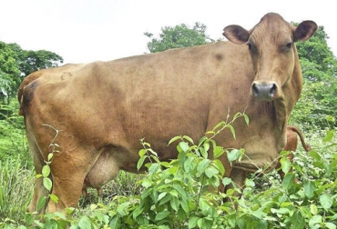 Rusticidad y resistencia a las condiciones del trópico vallecaucano, son algunas de las cualidades del Hartón del Valle. Foto: fedegan.org.co hartón del valle, Hartón del Valle en Colombia, conservación del Hartón del Valle, genética del Hartón del Valle, banco de germoplasma del Hartón del Valle