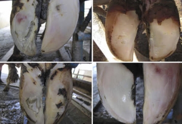 Las causas de la laminitis se basan en dos factores: metabólico y por traumas. Foto: redalyc.org ganaderia, ganaderia colombia, ganaderia colombiana, contexto ganadero, noticias ganaderas, noticias ganaderas colombia, cojeras, laminitis bovina, laminitis, cojeras bovinas, causas cojeras, causas laminitis, ganaderos, ganaderos colombia