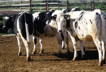 Estos son los cambios que ocurren en el organismo de un bovino con una dieta rica en proteína o en energía. Foto: actualidadganadera.com Consumo energía bovinos, proteína en vacas, energía vacas, energía rumiantes, proteína, rumiantes, Balance Energético Negativo, alimentación de bovinos, alimentación aumento de proteína, nutrición vacas, alimentación ganado bovino, ganadería proteína, ganadería energía, alimentos para ganado bovino, alimentos para las vacas, niveles proteicos, niveles energéticos, CONtexto ganadero, ganadería colombia, Ganadería Sostenible, noticias ganaderas Colombia