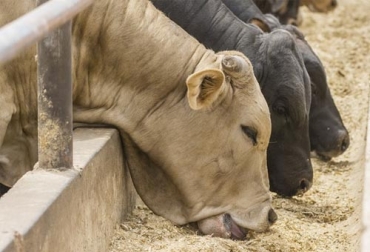 Es importante educar a los ganaderos para que generen conciencia de que la nutrición de sus animales debe ser integral. Foto: inforural.com.mx Macro nutrientes en la nutrición bovina, meso nutrientes en la nutrición bovina, micro nutrientes en la nutrición bovina, nutrición animal, nutrición bovina, fuentes de energía, fuentes de proteína