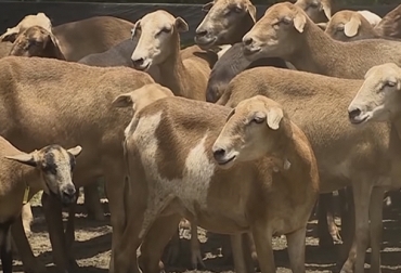 El Magdalena cuenta con una población de alrededor de 175 mil ovinos y caprinos. Foto: Youtube.com/TvAgro sector ovino caprino en Magdalena, falta de planta de beneficio en Magdalena, ovinos en Magdalena, caprinos en Magdalena, productores ovino caprinos, producción del sector ovino caprino