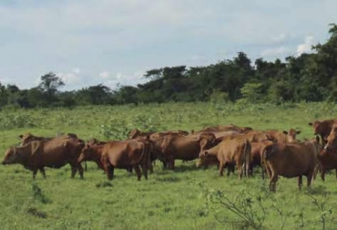 El objetivo de la reunión fue integrar a todos los organismos de la ganadería bovina en Colombia. Foto: Fedegán ganaderia, ganaderia colombia, ganaderia colombiana, contexto ganadero, noticias ganaderas, noticias ganaderas colombia, plan nacional de ordenamiento productivo para la ganaderia bovina en colombia, cadena carnica, cadena lactea, colombia, cadena carnica colombia, cadena lactea colombia